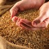 При поддержке Минсельхоза России пройдут научно-практические конференции При поддержке Минсельхоза России пройдут научно-практические конференции