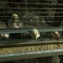 Будущие зооинженеры и ветеринарные врачи на учебной практике на птицефабрике «Чувашский бройлер» Будущие зооинженеры и ветеринарные врачи на учебной практике на птицефабрике «Чувашский бройлер»