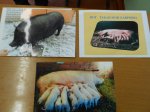 Завершился конкурс фотографий «Моя Хавроша» Завершился конкурс фотографий «Моя Хавроша»