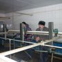 Студенты Чувашской ГСХА побывали на сельхозпредприятиях Красноармейского района Студенты Чувашской ГСХА побывали на сельхозпредприятиях Красноармейского района