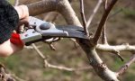 Производственный сезон 2017 года в УНПЦ Студенческий открывается обрезкой плодовых деревьев Производственный сезон 2017 года в УНПЦ Студенческий открывается обрезкой плодовых деревьев
