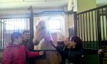 Студенты Чувашской ГСХА побывали в ООО «Чудо-кони» Студенты Чувашской ГСХА побывали в ООО «Чудо-кони»