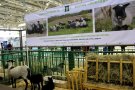       AgroFarm2018