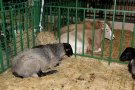       AgroFarm2018