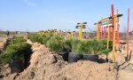 Весной в Чувашии посадили 395 гектаров леса Весной в Чувашии посадили 395 гектаров леса