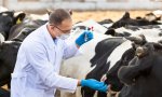 Стартуют курсы «Профилактика и лечение инфекционных и инвазионных болезней животных» Стартуют курсы «Профилактика и лечение инфекционных и инвазионных болезней животных»