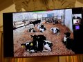         (AgroScience-2021)
