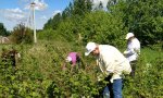 В плодово-ягодном питомнике Чувашского ГАУ ведутся агротехнические мероприятия В плодово-ягодном питомнике Чувашского ГАУ ведутся агротехнические мероприятия