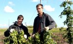 На хмелеплантациях Чувашского ГАУ продолжается уборка «зеленого золота». На хмелеплантациях Чувашского ГАУ продолжается уборка «зеленого золота».