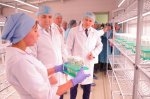 Аграрии Чувашии готовы заместить импортный семенной картофель отечественным Аграрии Чувашии готовы заместить импортный семенной картофель отечественным