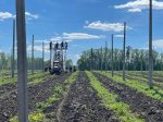 В Чувашии отмечается положительная динамика площади навешивания хмеля В Чувашии отмечается положительная динамика площади навешивания хмеля