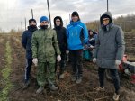 На хмельниках Чувашского ГАУ заложен маточник элитных насаждений хмеля На хмельниках Чувашского ГАУ заложен маточник элитных насаждений хмеля