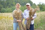 Новый сорт яровой тритикале «Нарспи» вывели ученые-агрономы Чувашского ГАУ Новый сорт яровой тритикале «Нарспи» вывели ученые-агрономы Чувашского ГАУ