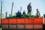 «Ароматный» и «Сувар»: два новых сорта хмеля из Чувашии включены в Госреестр селекционных достижений «Ароматный» и «Сувар»: два новых сорта хмеля из Чувашии включены в Госреестр селекционных достижений